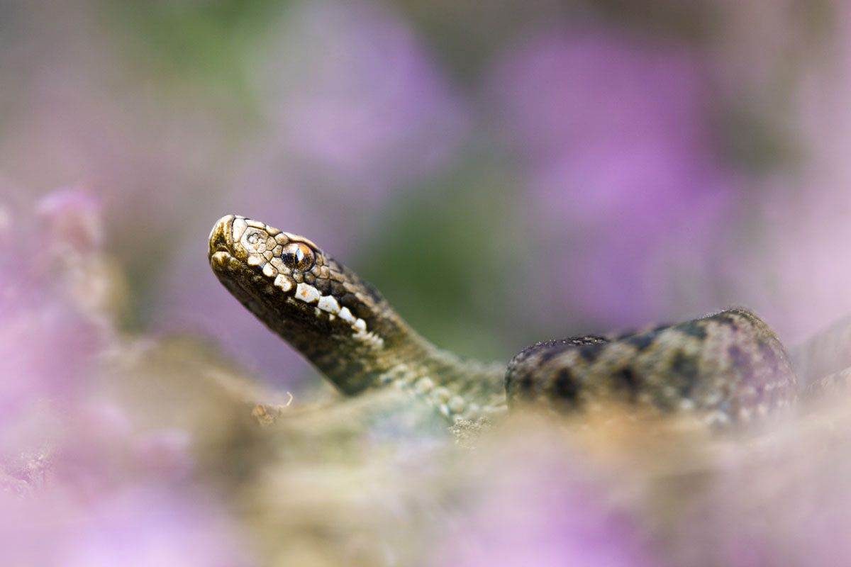 adder in heather