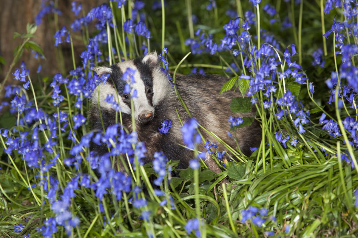 badger in bluebells