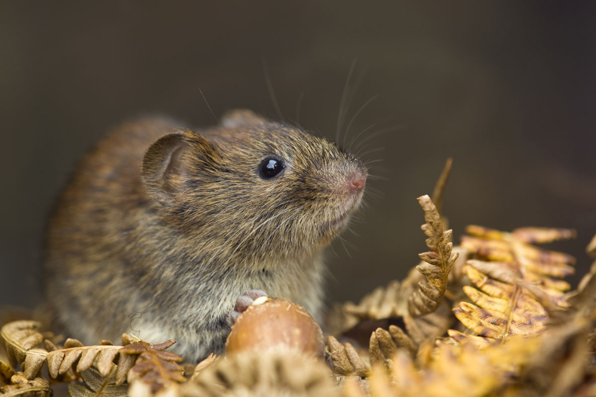 bank vole with hazelnut