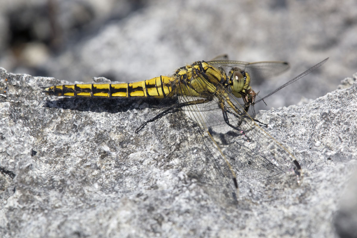 black tailed skimmer eating damselfly