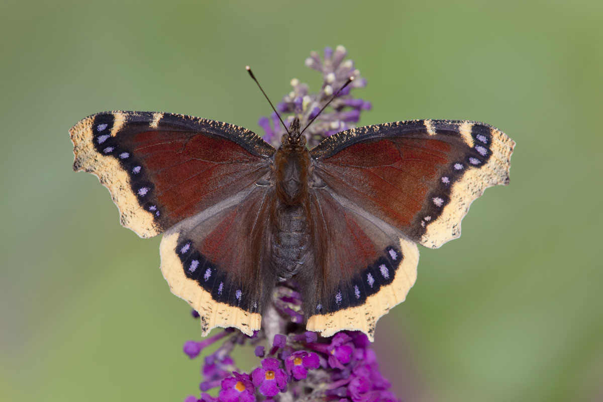 camberwell beauty