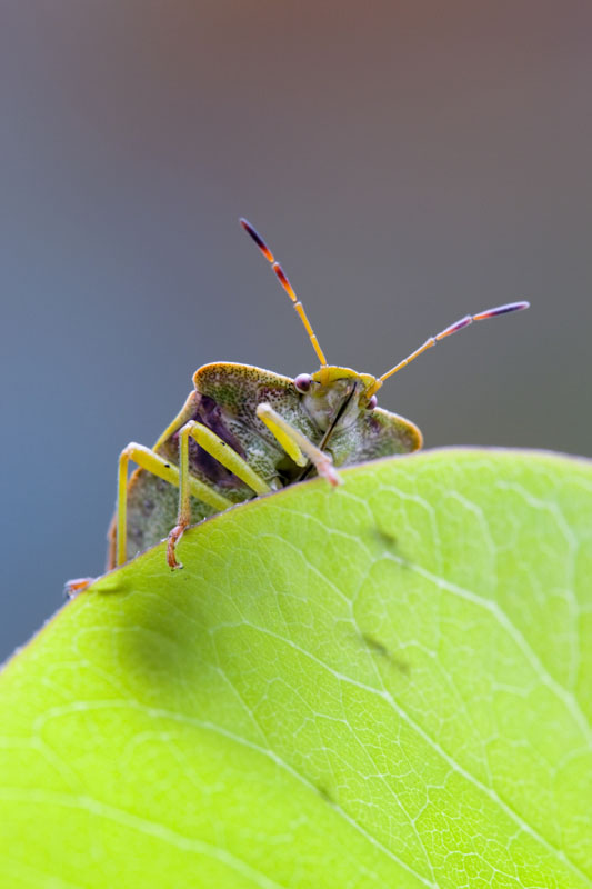 COMMON GREEN SHIELD BUG