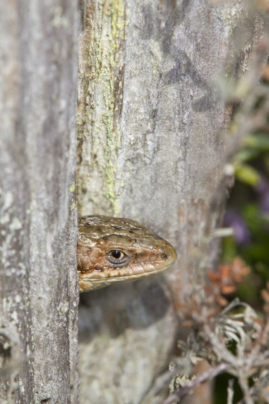 common lizard