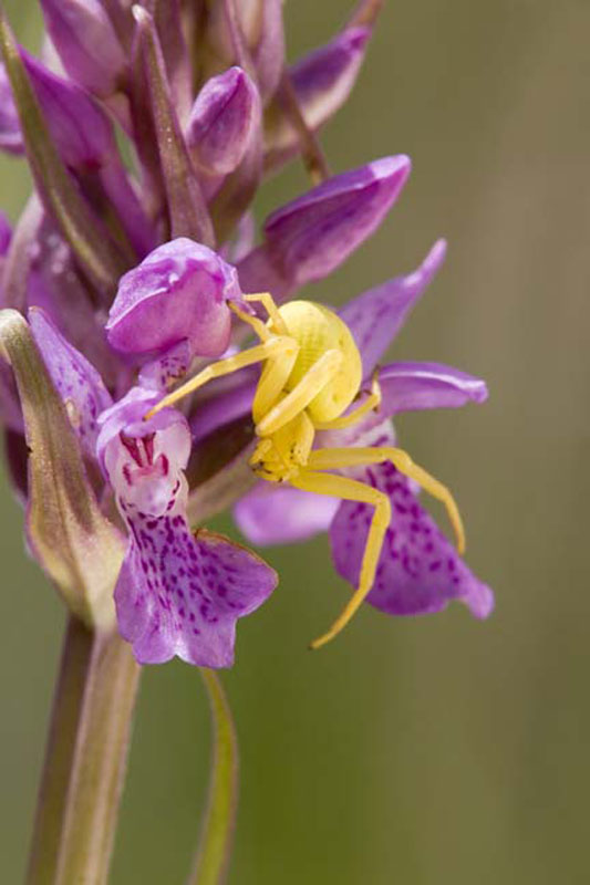 CRAB SPIDER