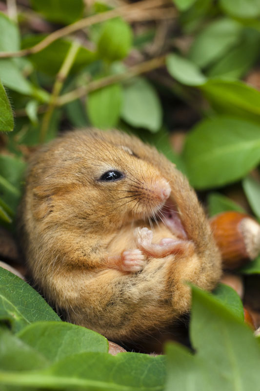 DORMOUSE WAKING