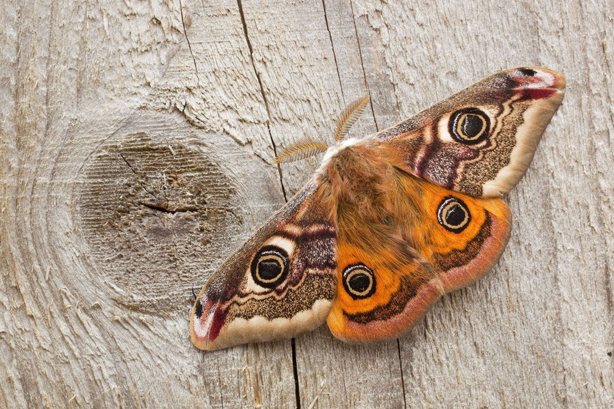 EMPEROR MOTH